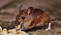 24 Hour & Emergency Exterminators in Carlsbad, NM
